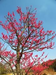 里山に咲く紅梅