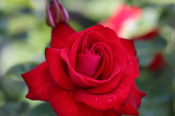 赤い薔薇
