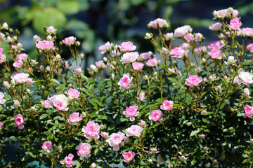小さいピンクの薔薇の集合