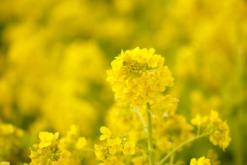 菜の花（ツボミナの花）