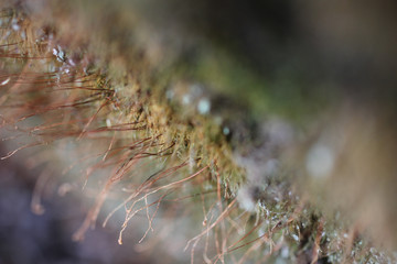 macro moss magnified 
