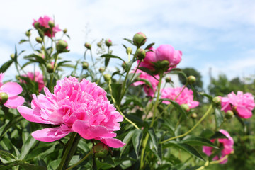 Bush of pink peony in the summer garden