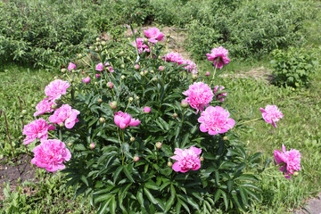 Bush of pink peony in the summer garden