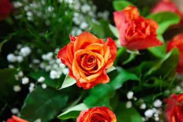 Beautiful roses