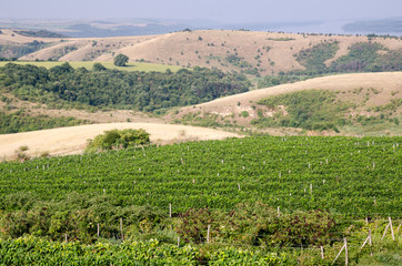 Fototapeta na wymiar Vineyards along Danube river in North East Bulgaria