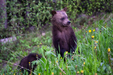 Fototapeta na wymiar Grizzly Bear cubs in the woods. Taken in Banff National Park, Alberta, Canada.
