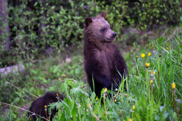 Grizzly Bear cubs in the woods. Taken in Banff National Park, Alberta, Canada.