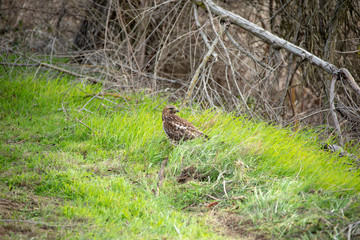 Hawk with a snake kill 3