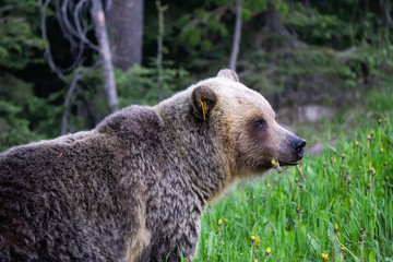 Fototapeta premium Mother Grizzly Bear is eating weeds and grass in the nature. Taken in Banff National Park, Alberta, Canada.