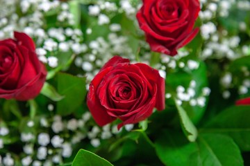 Beautiful roses