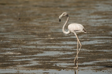 Greater flamingo (Phoenicopterus roseus). Ras Al Khor Wildlife Sanctuary. Dubai. UAE 