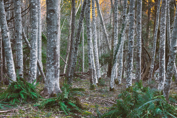 The magical landscapes and waterscapes of the mountainous pacific north west fine art photography