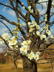 青空と白梅