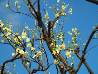 青空と白梅
