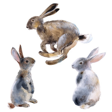 Set three hares, watercolor