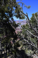 life and death of trees in grand canyon