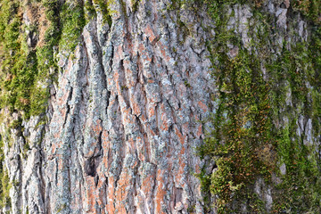 Background of tree bark with green moss on it close up
