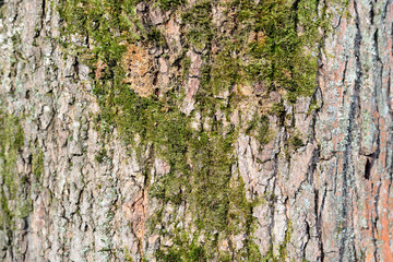 Background of tree bark with green moss on it close up