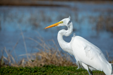 Egret in detail