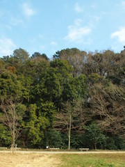 Fototapeta premium 早春の林風景