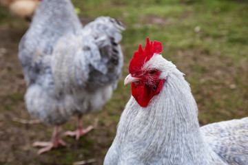 Rooster in a farm.