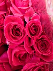 Beautiful roses