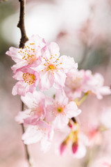 Beautiful nature scene with pink sakura flowers, beautiful Cherry Blossom in nature with green blurry background , Easter Sunny day.