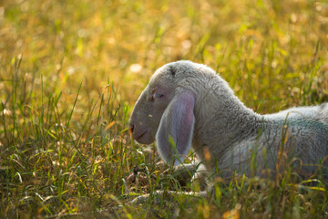 Schafe auf der Frühlingswiese
