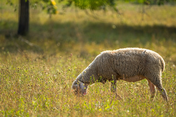 Schafe auf der Frühlingswiese
