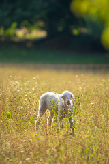 Obraz na płótnie Canvas Schafe auf der Frühlingswiese