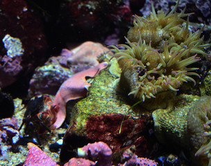 Fototapeta na wymiar bubble tip anemone with crab