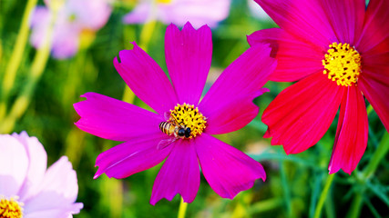 Obraz premium bee on flower