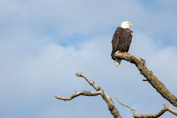 bald eagle on a branch