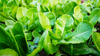 fresh lettuce in the garden