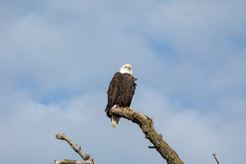 Bald Eagle on Branch