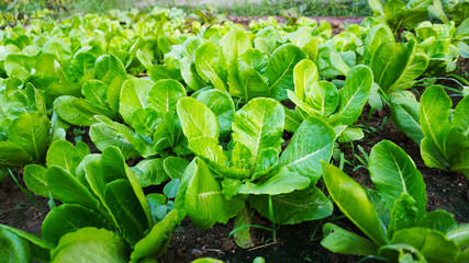 young plants in the garden