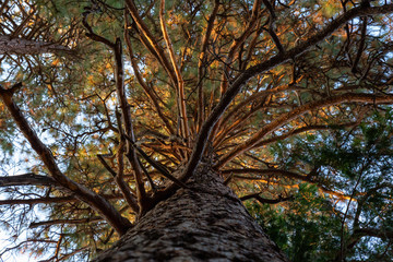 View of a large tall tree in Yosemite National Park, California, United States.