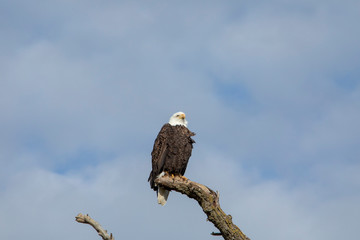 Another Bald Eagle