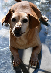 Obraz premium daschund mixed breed with an opinion