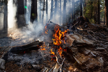 Wild forest fire in Yosemite National Park, California, United States of America. Taken in Autumn...
