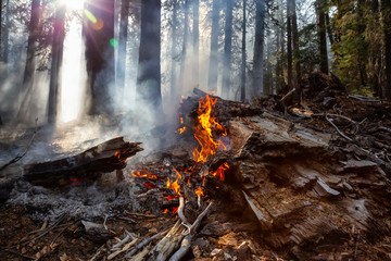 Wild forest fire in Yosemite National Park, California, United States of America. Taken in Autumn season of 2018.