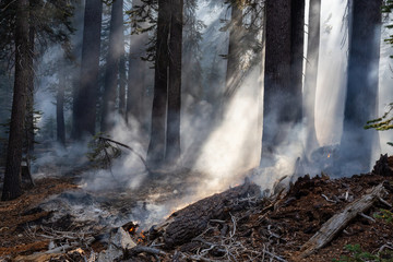 Wild forest fire in Yosemite National Park, California, United States of America. Taken in Autumn season of 2018.