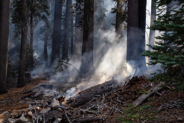 Wild forest fire in Yosemite National Park, California, United States of America. Taken in Autumn season of 2018.