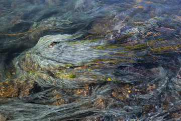 View of colorful grass in a river of natural Hot Springs at Hot Creek Geological Site. Located near Mammoth Lakes, California, United States.