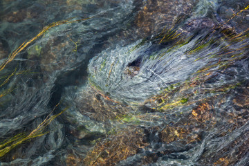 View of colorful grass in a river of natural Hot Springs at Hot Creek Geological Site. Located near Mammoth Lakes, California, United States.