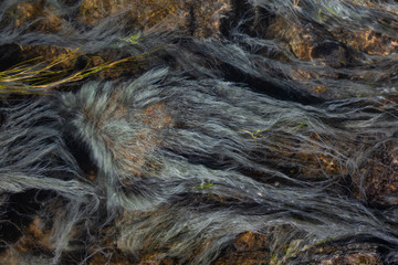 View of colorful grass in a river of natural Hot Springs at Hot Creek Geological Site. Located near Mammoth Lakes, California, United States.