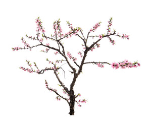 pink blossoms