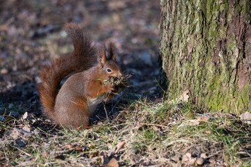 Naklejka na ściany i meble Squirrel preparing for nesting in a pine tree in the suburb Bromma, Stockholm