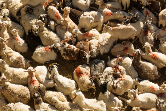 Changthangi or Pashmina goat masses in shelter at the morning sun near tso moriri lake, ladakh, india