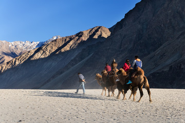 A guide leading a Bactrian camel (Camelus bactrianus) at Nubra valley, Ladakh, India